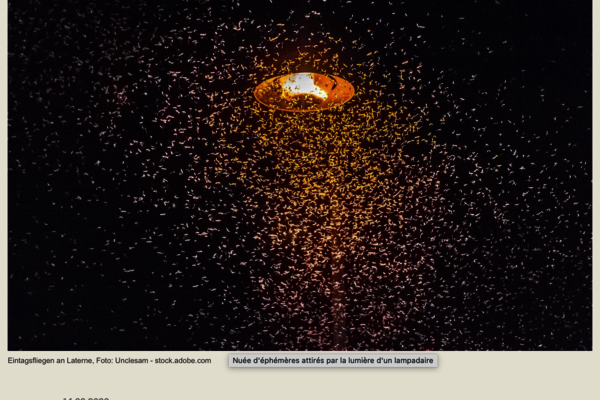Insektenschwarm um Laterne