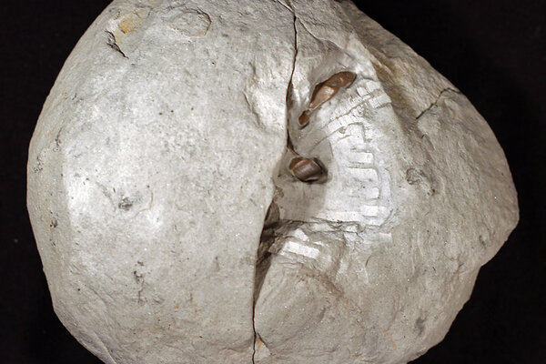 Nahaufnahme eines hellen, nahezu kugelförmigen Steins vor schwarzem Hintergrund. Der Stein wirkt rau und kalkig, mit feinen Rissen, die unregelmäßig über seine Oberfläche verlaufen. Ein deutlicher Spalt zieht sich von oben nach unten durch das Objekt. In einer aufgebrochenen Vertiefung im oberen rechten Bereich wird das Innere sichtbar: Dort erscheinen mehrere kleine, braune, schalenartige Formen, die wie fossile Einschlüsse oder versteinerte Organismen wirken. Um diese Einschlüsse herum zeichnet sich eine hellere, strukturierte Fläche mit regelmäßig angeordneten, rechteckigen Mustern ab, die sich klar von der umgebenden Gesteinsoberfläche unterscheidet. Das Objekt liegt isoliert vor dunklem Hintergrund, wodurch seine Form, die Rissstruktur und die freigelegten inneren Details stark hervortreten.