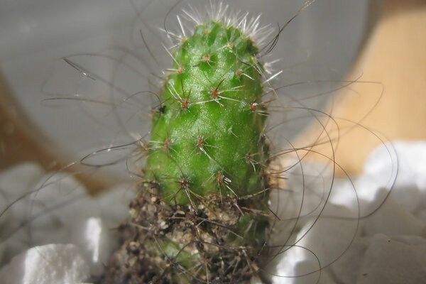 the Cactus Project von C-Lab