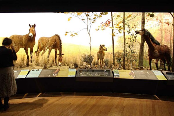 The horse exhibition, Diorama, American Museum of Natural History